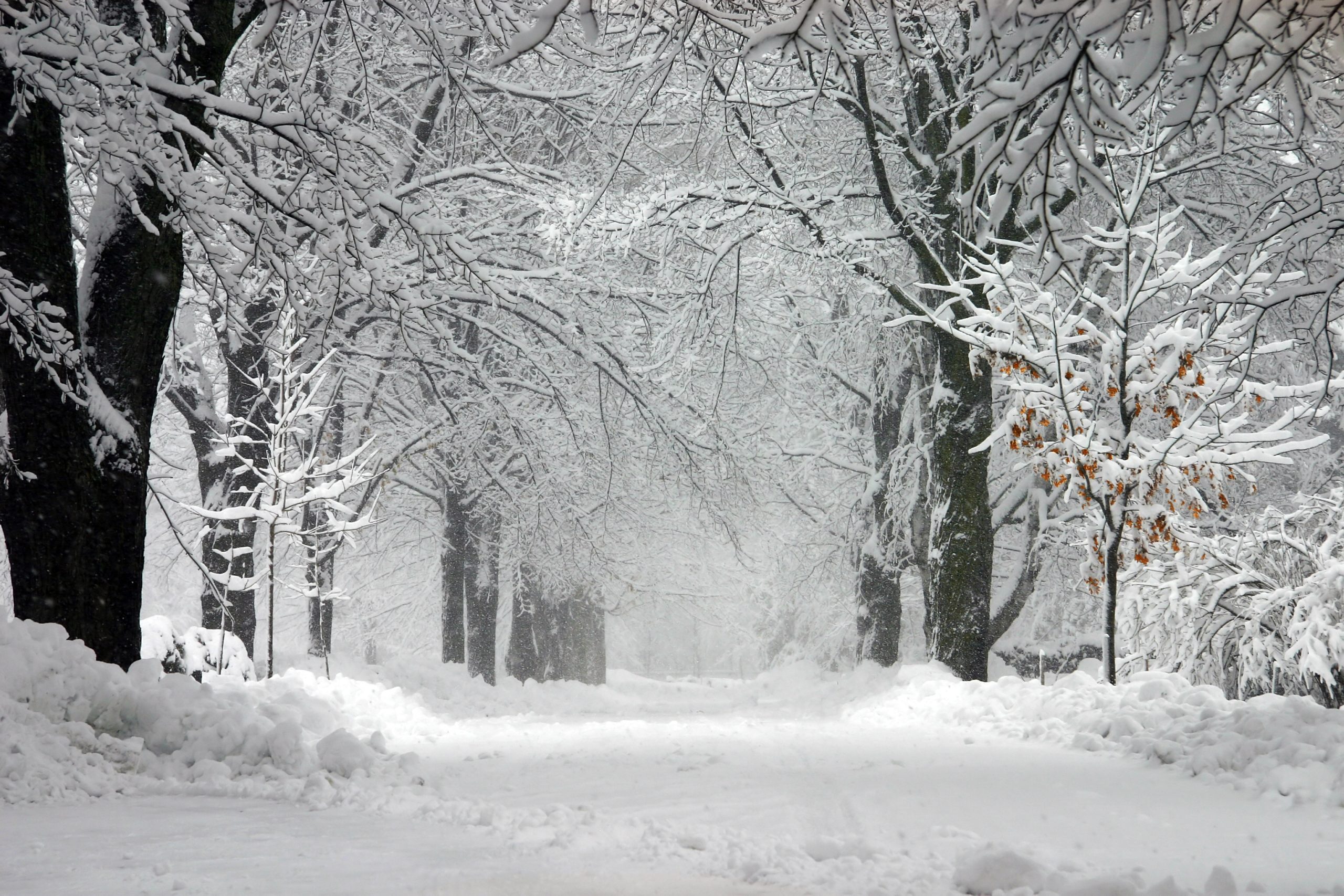 Hampstead Christmas Festival